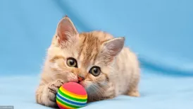 Chat jouant avec une balle